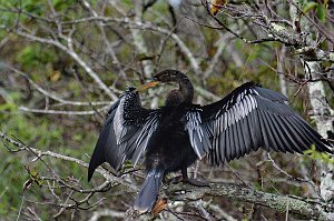 Anhinga, 2015-01140321 Everglades NP, FL